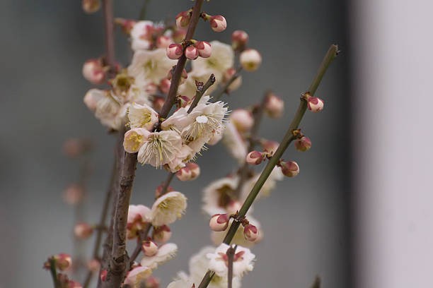 istock The branch with white flowers 492149835