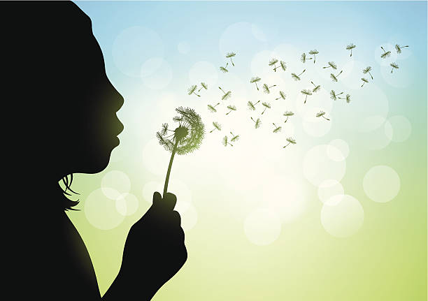 Young Girl Blow Dandelion Vector silhouette of a young girl blowing dandelion, on coloured background with defocused lights. Hi-Res jpeg included (5200 x 3658 px). Eps 10 file with transparency effect. dandelion stock illustrations