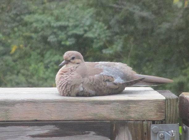 Mourning Dove, Sitting on a Wooden Rail stock photo