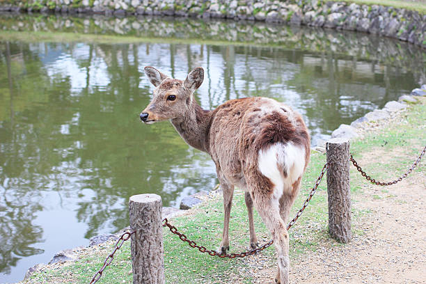 istock Freely walking deer in Nara, Japan 492151003