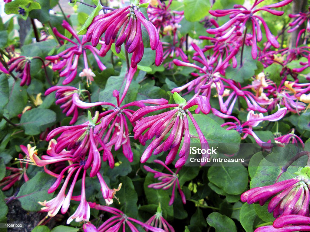 Imagem de fragrant Rosa Madressilva flores (lonicera) na escalada de - Royalty-free Madressilva Foto de stock