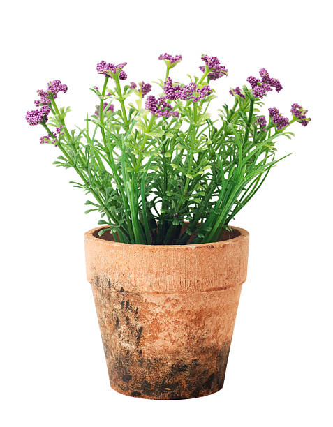 istock small beautiful flowers in flower pot 492151249