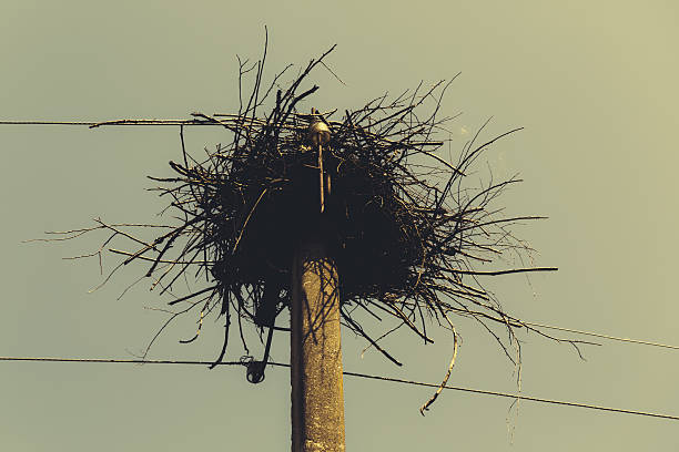 istock Nest closeup against the sky 492151530