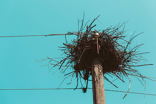 istock Nest closeup against the sky 492151536