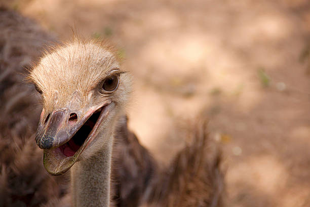 Ostrich head stock photo