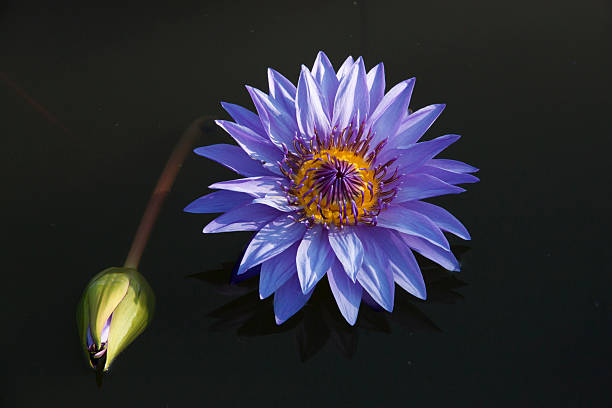 purple lotus in pool stock photo