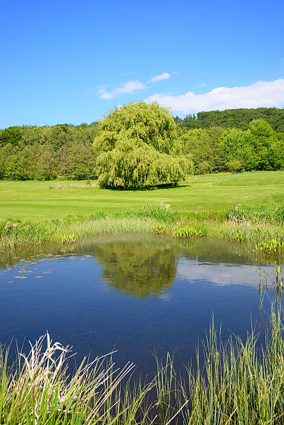 istock Small blue lake in lush green meadow 492151913