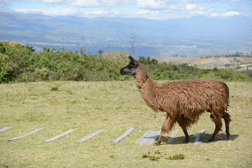 Brown llama on the boundless Ecuadorian field.