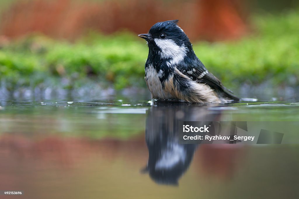 Coal tit in water 2015 Stock Photo