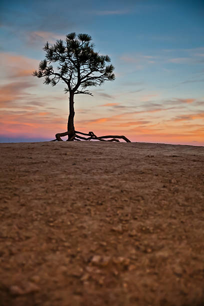 одинокое дерево ii - landscape tree field solitude стоковые фото и изображения