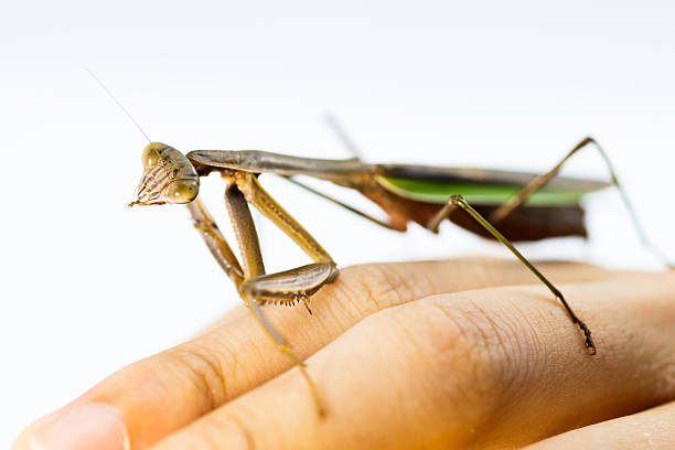 Imago (adult) of the tree mantis (Hierodula tenuidentata) stands on the palm of a person's hand against a dark background after the last molt, with its head raised, and its formed wings are visible.