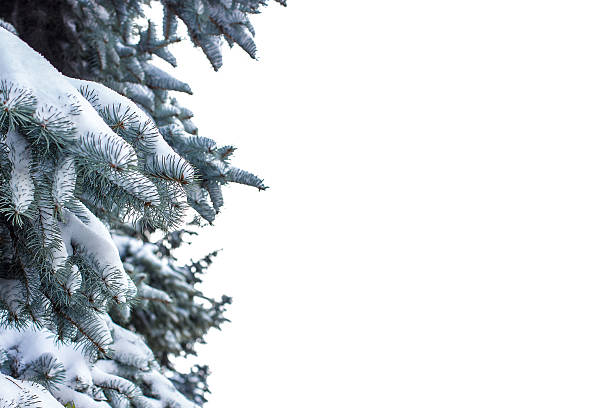 istock Spruce branch covered with snow on white background 492156868
