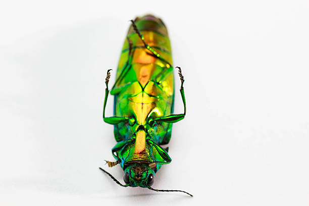 istock Jewel beetle, Metallic wood-boring beetle, Buprestid. 492156922