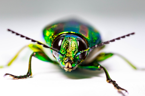 Jewel beetle, Metallic wood-boring beetle, Buprestid.