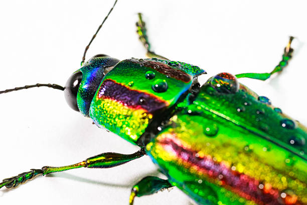Jewel beetle, Metallic wood-boring beetle, Buprestid.