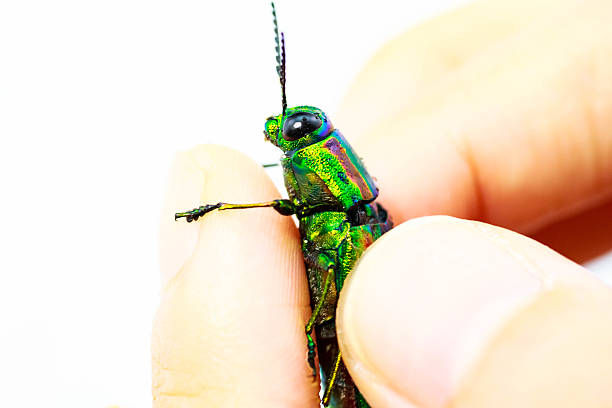Jewel beetle, Metallic wood-boring beetle, Buprestid.