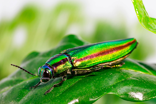Jewel beetle, Metallic wood-boring beetle, Buprestid.