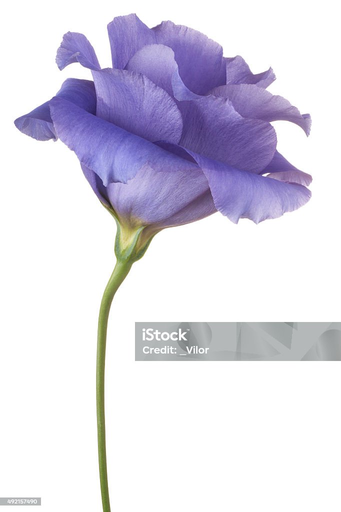 eustoma Studio Shot of Blue Colored Eustoma Flower Isolated on White Background. Large Depth of Field (DOF). Macro. 2015 Stock Photo