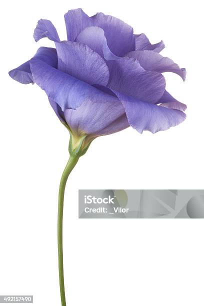 Eustoma Stock Photo - Download Image Now - 2015, Blue, Bunch of Flowers