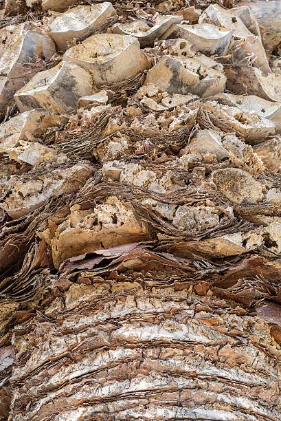 istock abstract texture of a palm trunk closeup 492157592