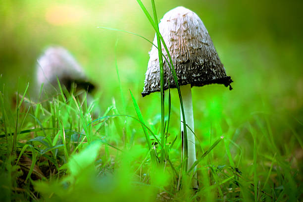 Shaggy ink caps (coprinus comatus) also known as Shaggy Mane on green grass in autumn. Natural light, back lit, close up with selective focus and shallow depth of field.