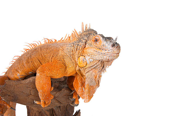 istock Portrait of iguana close-up. 492159270