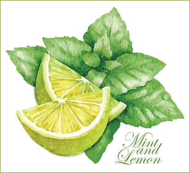 illustrations, cliparts, dessins animés et icônes de croquis au citron et à la menthe. - white background food nature macro