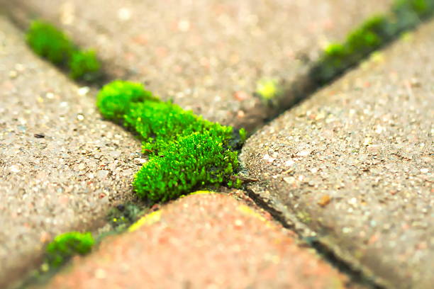 Moss in urban area. It is cross on the photo, but also in meaning: organic with non organic, nature with rural, red with green. Anyway, it is a close up photography of outdoors floor.