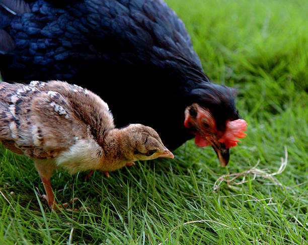 istock little peacock with a hen, her adoptive mother 492160690