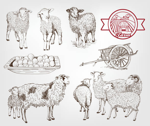 sheep breeding sheep breeding. set of sketches made by hand sheep illustrations stock illustrations