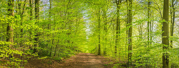 caminho através de folha verde dossel vibrante folhagem de floresta panorama de floresta - forest fern glade copse imagens e fotografias de stock