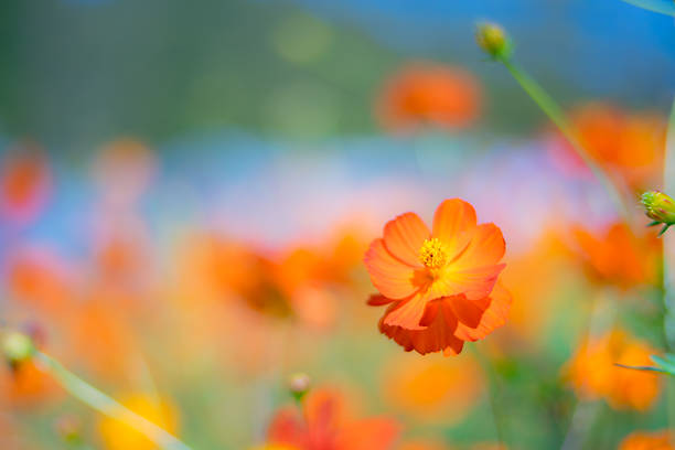 Orange color flowers.