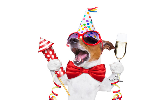 jack russell dog celebrating new years eve with champagne and singing out loud, with a fireworks rocket , isolated on white background