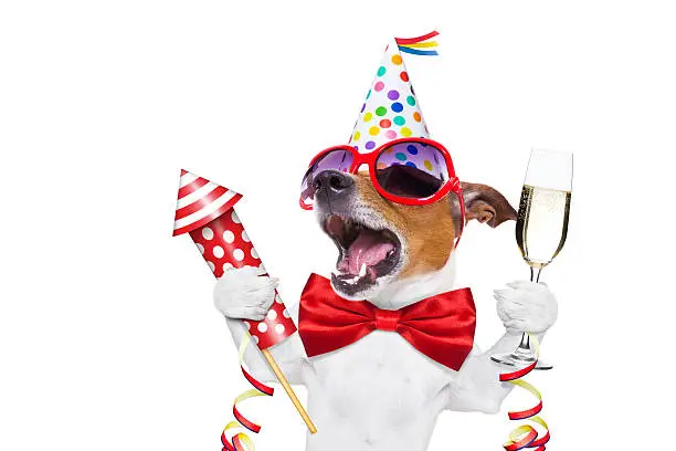 Photo of happy birthday dog