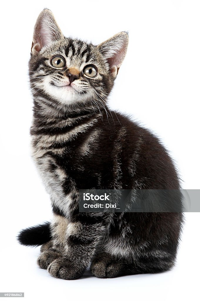 Funny striped kitten sitting and smiling (isolated on white) Domestic Cat Stock Photo