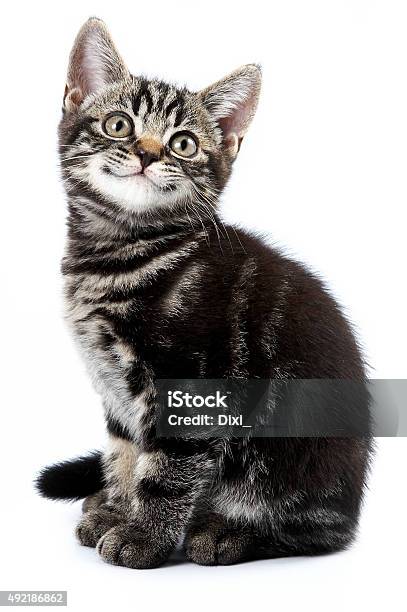 Funny Striped Kitten Sitting And Smiling Stock Photo - Download Image Now