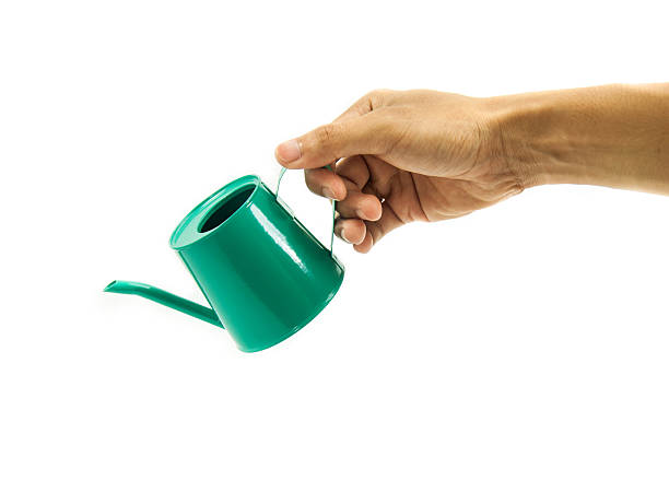 istock hand holding watering can isolated on white background. 492186904