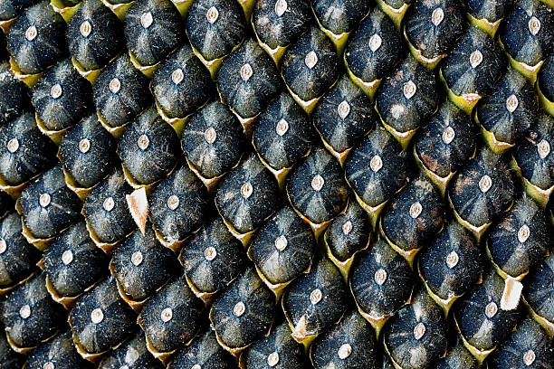 istock ripe seeds in sunflower 492186916