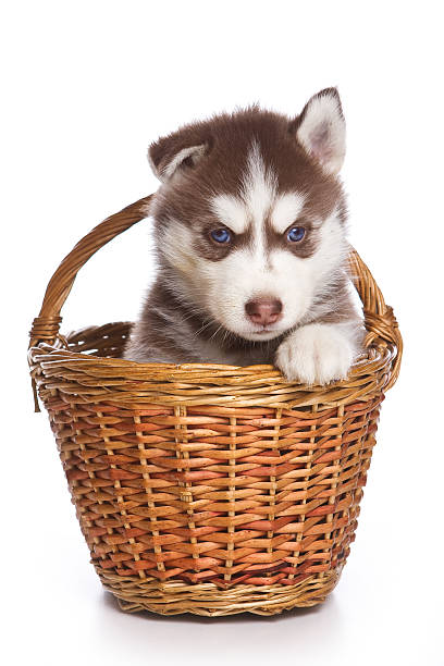 istock Siberian Husky puppy sitting in a basket (isolated on white) 492187114