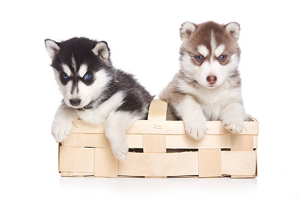 istock Two puppies Siberian Husky sitting in a box 492187190