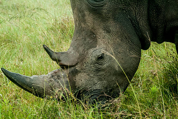 Rhino in South Africa stock photo