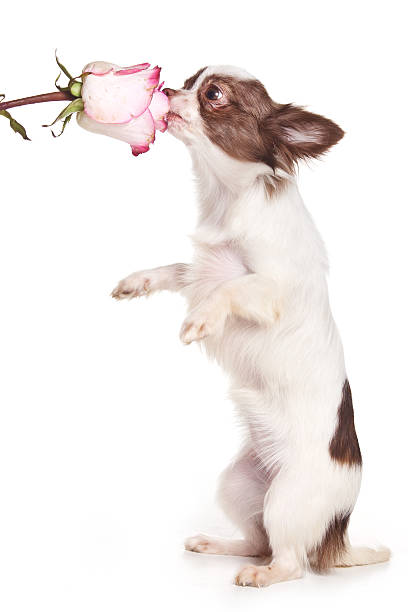 istock Chihuahua puppy smelling a flower (isolated on white) 492187560