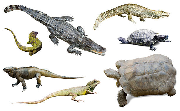 istock set of several reptilian 492188328