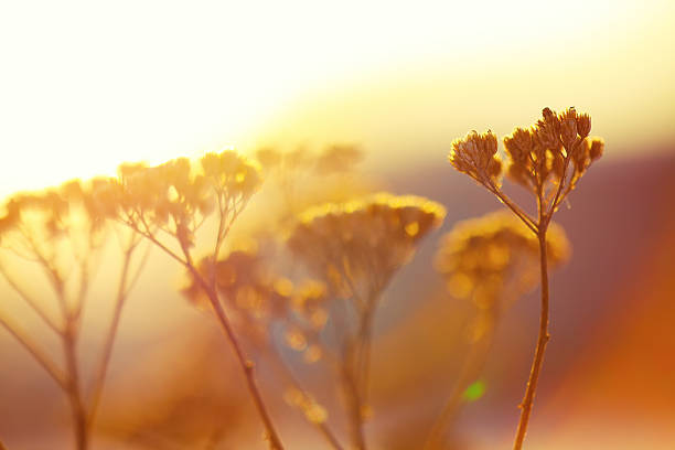 istock silhouette of dried flowers and plants on a background sunset 492188332