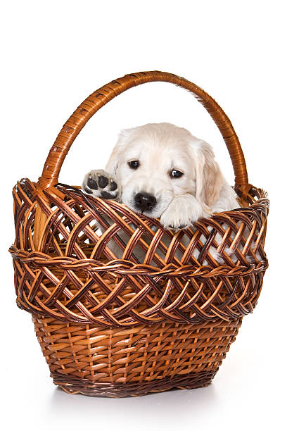 istock Golden retriever puppy sitting in a basket  (isolated on white) 492189072