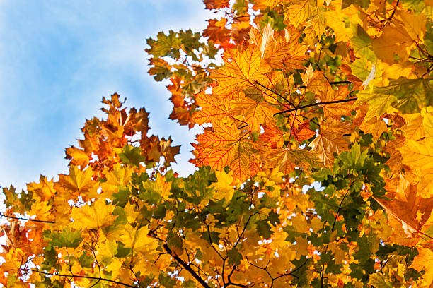 istock Autumn leaves and sky 492190328
