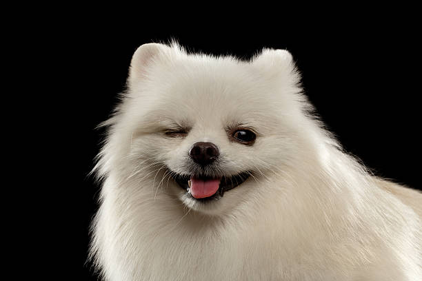 istock Closeup Portrait of Winks White Spitz Dog on Black 492190372