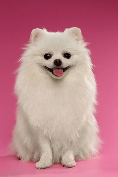 istock Portrait of Sitting Spitz Dog on Colored Background 492190706