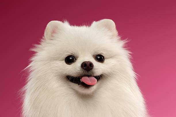 istock Closeup Portrait of White Spitz Dog on Colored Background 492190742