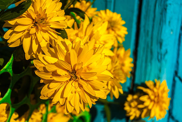 istock Bright yellow flowers on blue wooden background 492191752